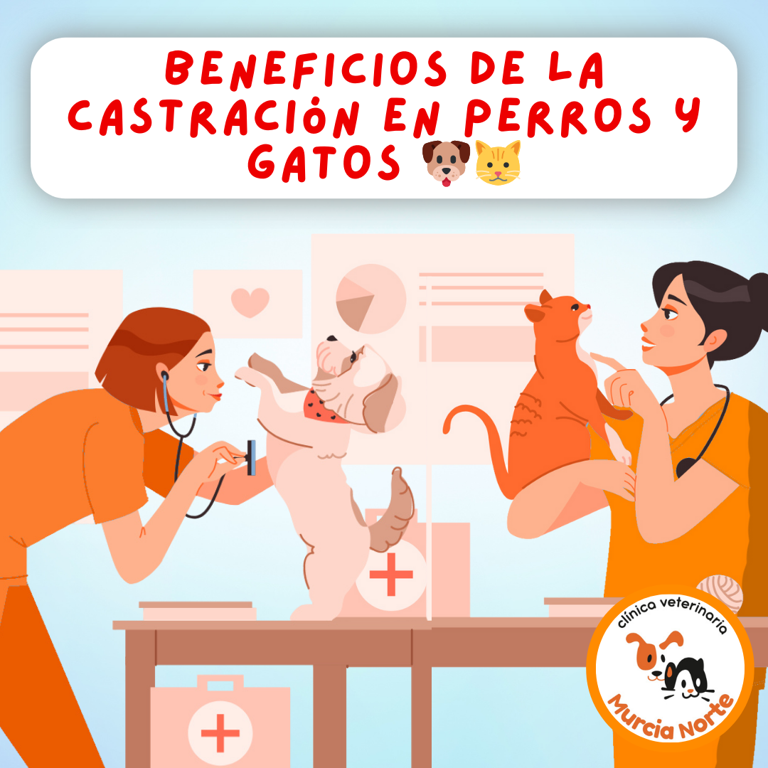 castracion perro, castracion gato, cirugia esterilizacion