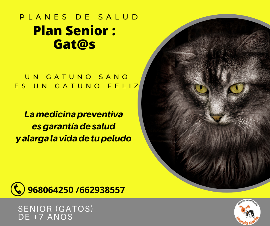 Plan Senior y S�per Senior: gat@s mayores de 7 a�os